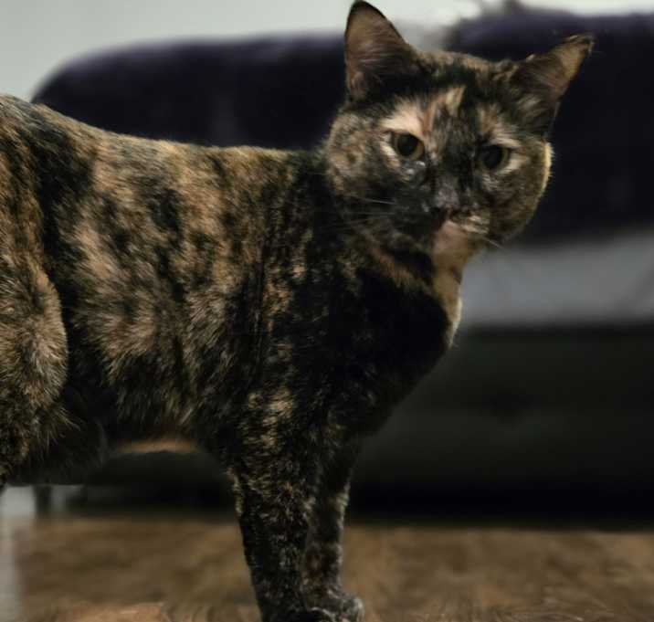 Photo of Muffin