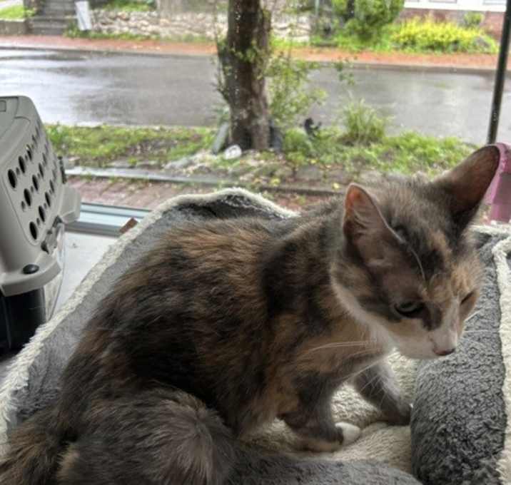 Photo of Precious Fka Bourbon