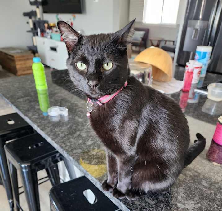 Photo of Kuro