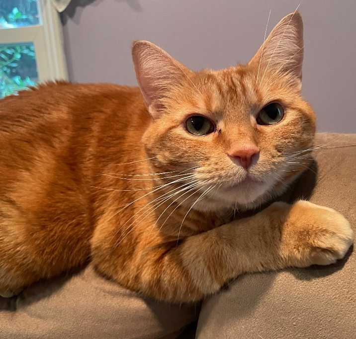 Photo of Chester