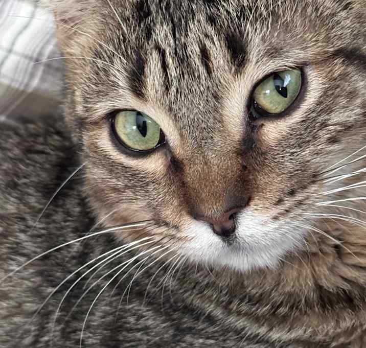 Photo of Romeo