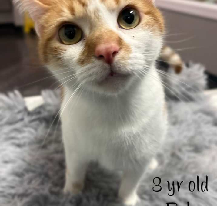 Photo of Milo