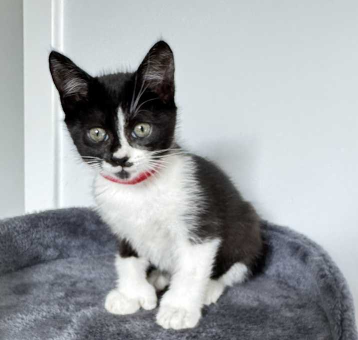 Photo of Oreo