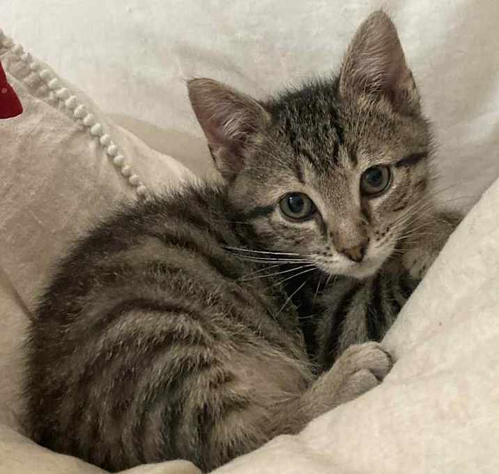 Photo of Gooseberry
