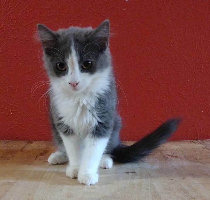 Photo of Bullet