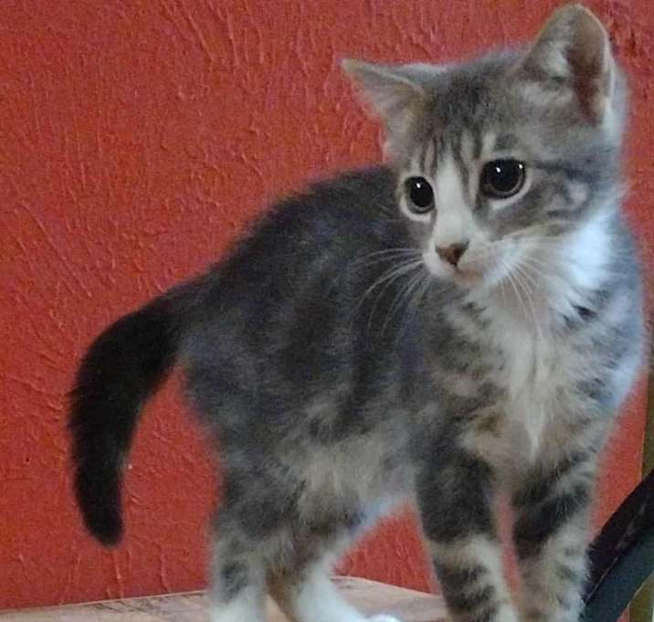 Photo of Tiger