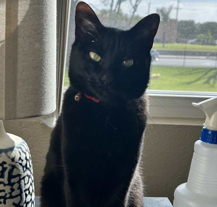 Photo of Suki