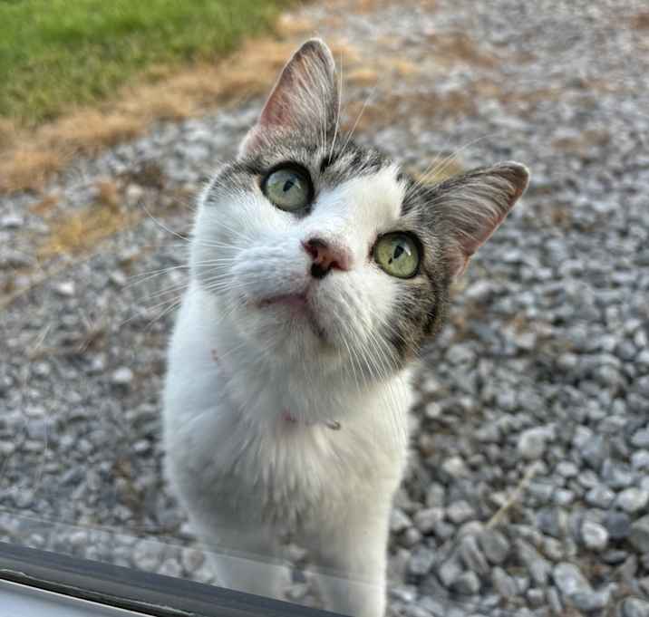 Photo of Beans