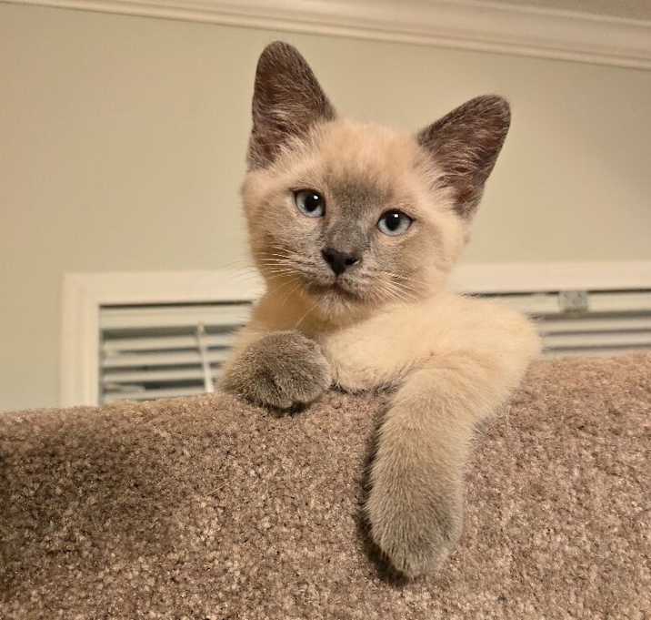 Photo of Watson