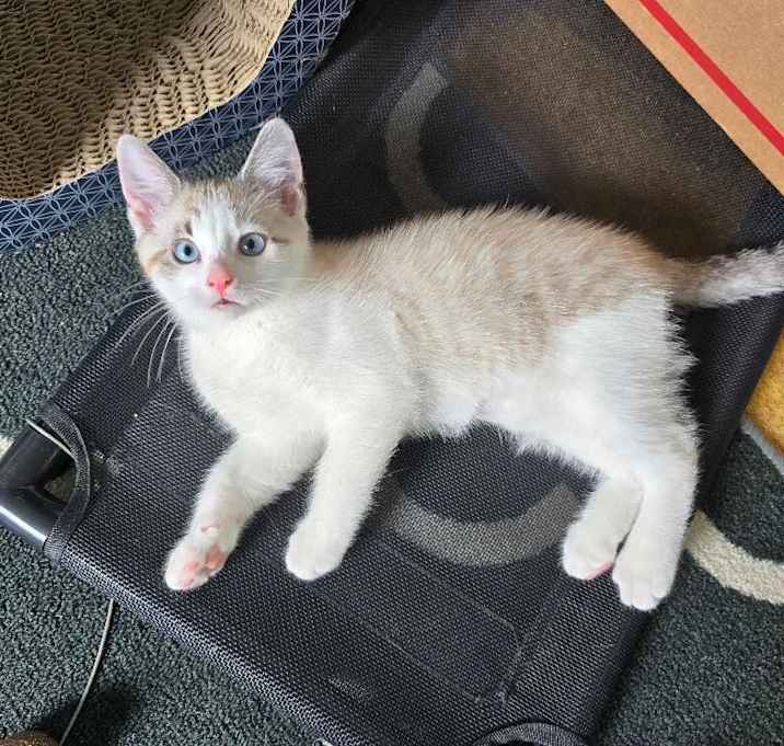 Photo of Gus-Gus