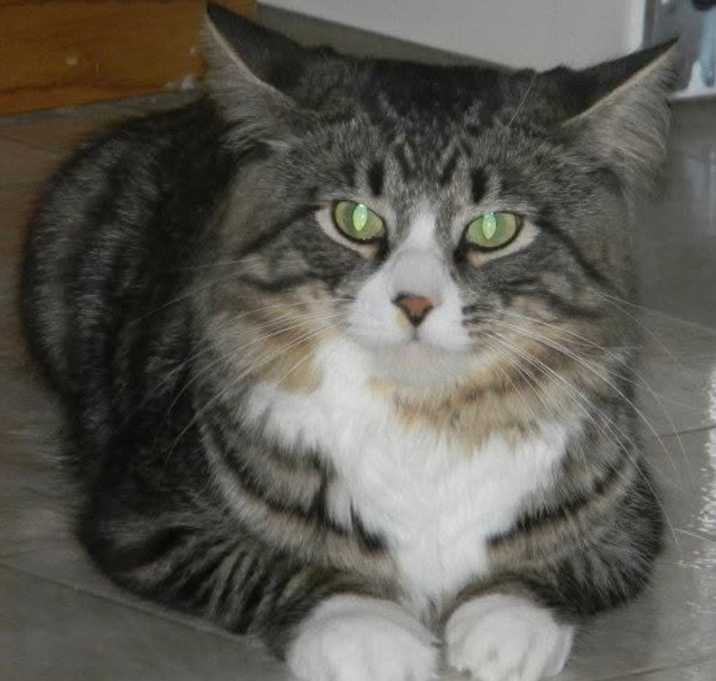 Photo of Oliver