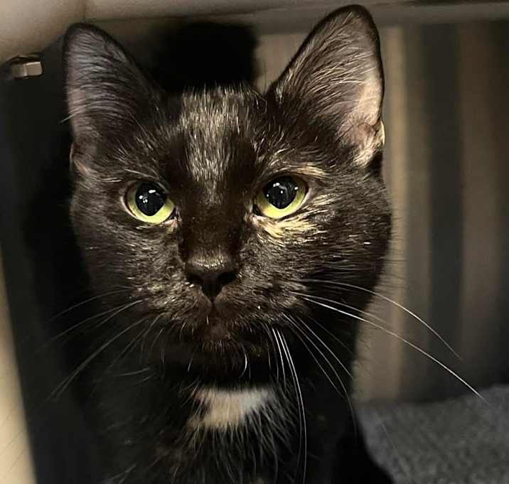 Photo of Cleo
