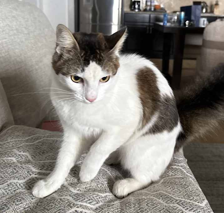 Photo of Muffin
