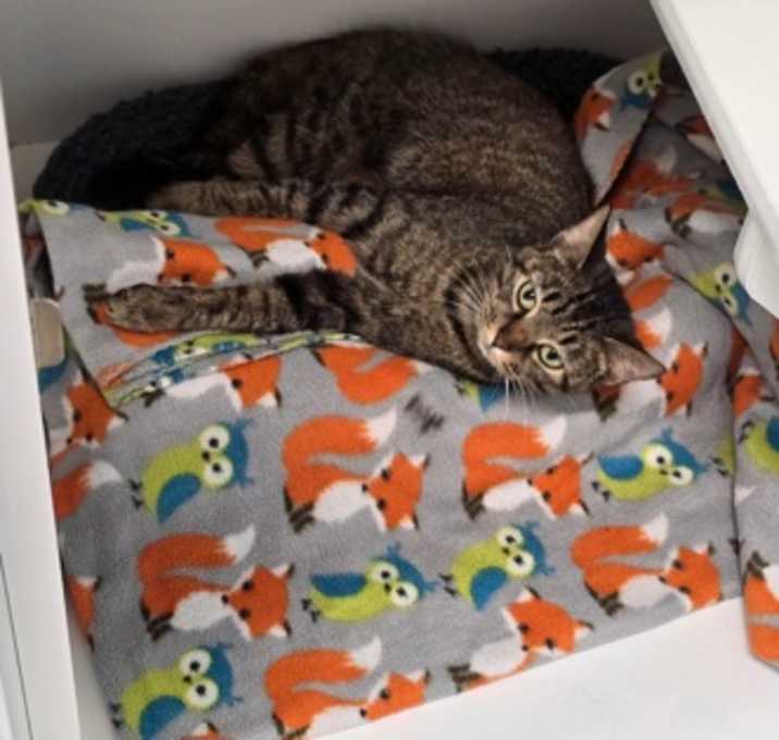 Photo of Cocoa Puff