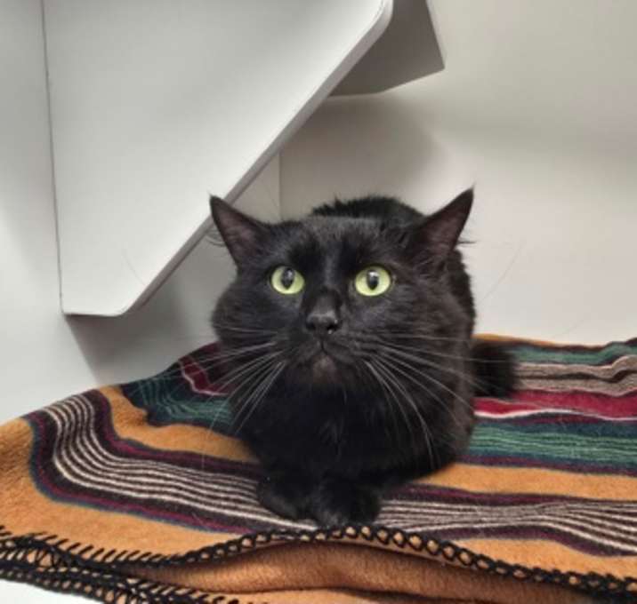 Photo of Jynx