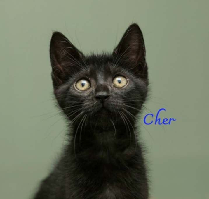 Photo of Cher