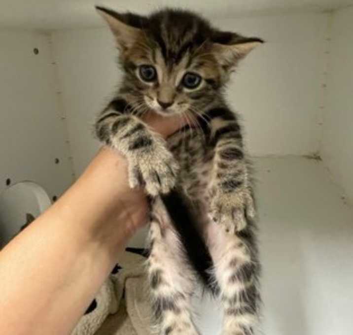 Photo of Jazz