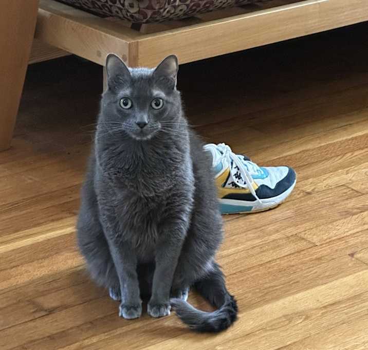 Photo of Milo