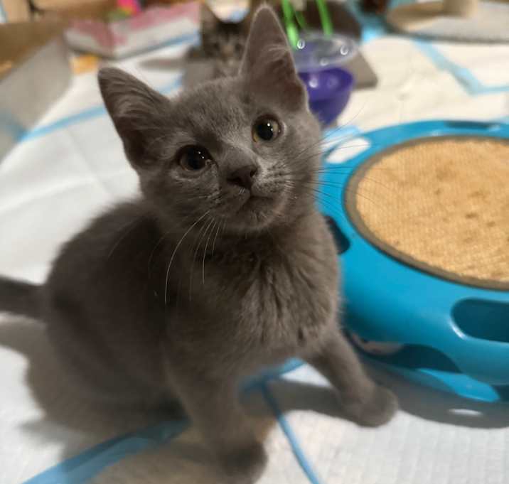 Photo of Felix