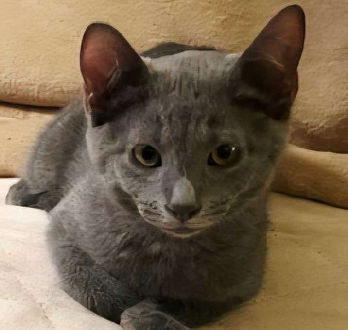 Photo of KITTEN MISHKA