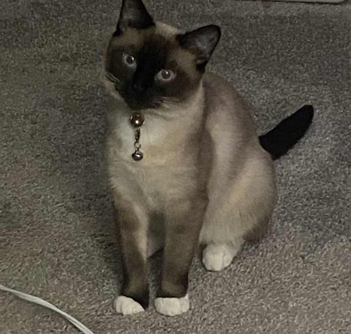 Photo of KUVIRA