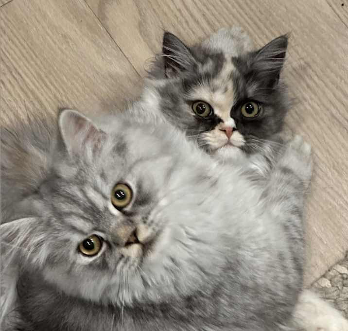 Photo of Romeo and Conchita (Bonded pair)