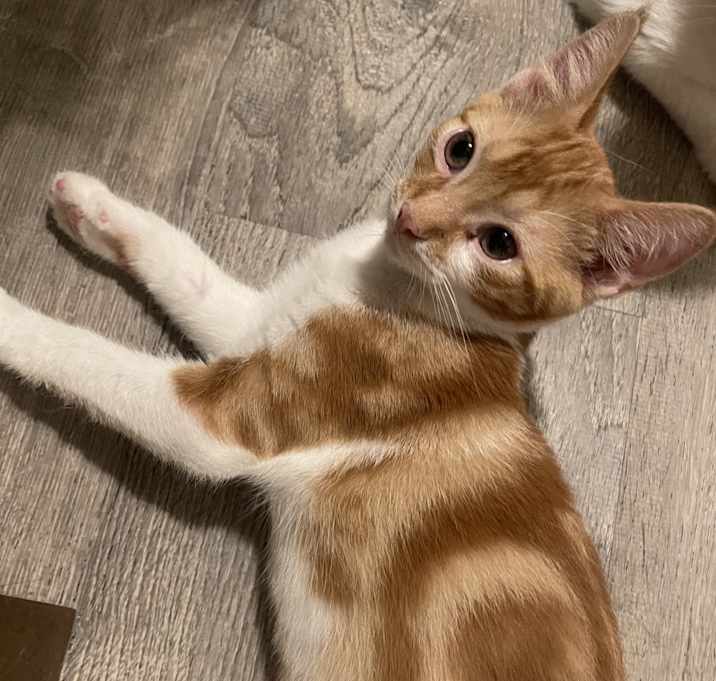 Photo of Simba