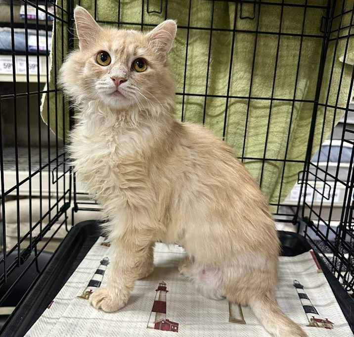 Photo of Hogans : Willow