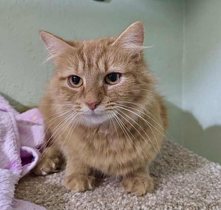 Photo of Fritter Kitty