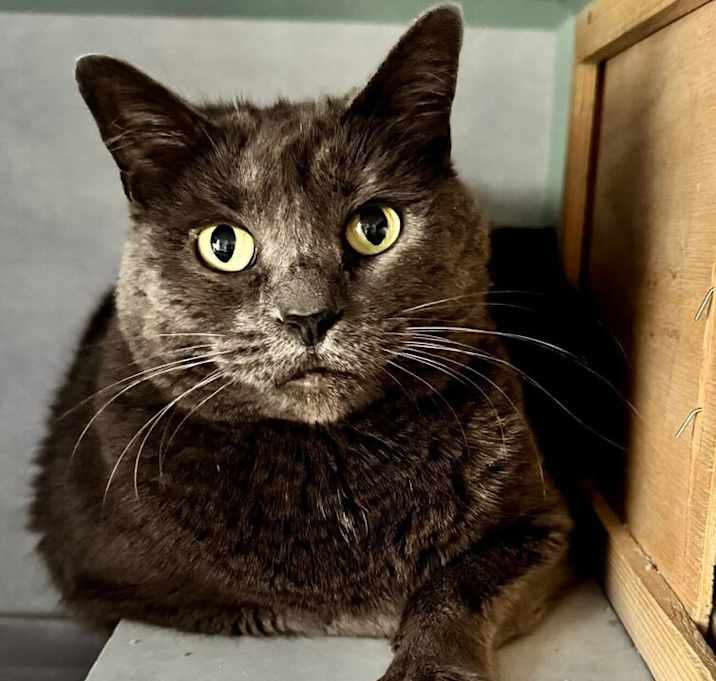 Photo of Lovey