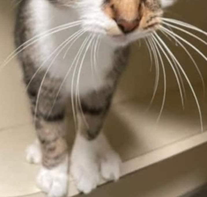 Photo of Lily