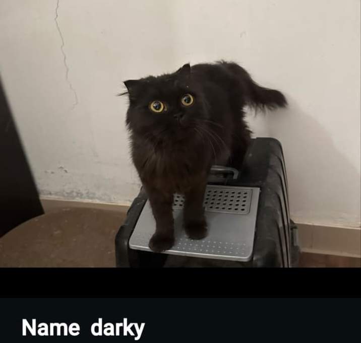 Photo of Darky
