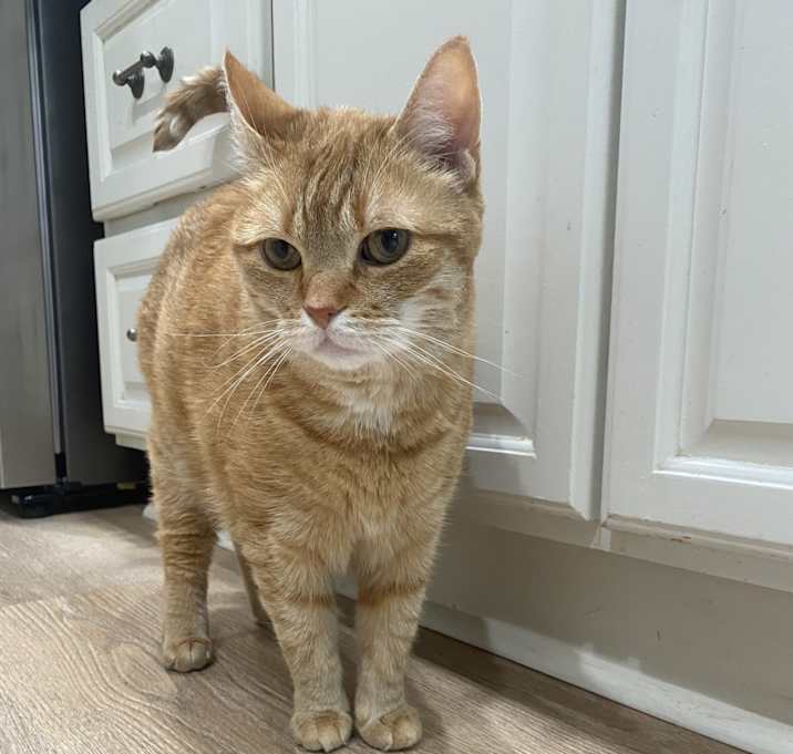 Photo of Scout