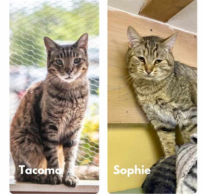 Photo of Tacoma