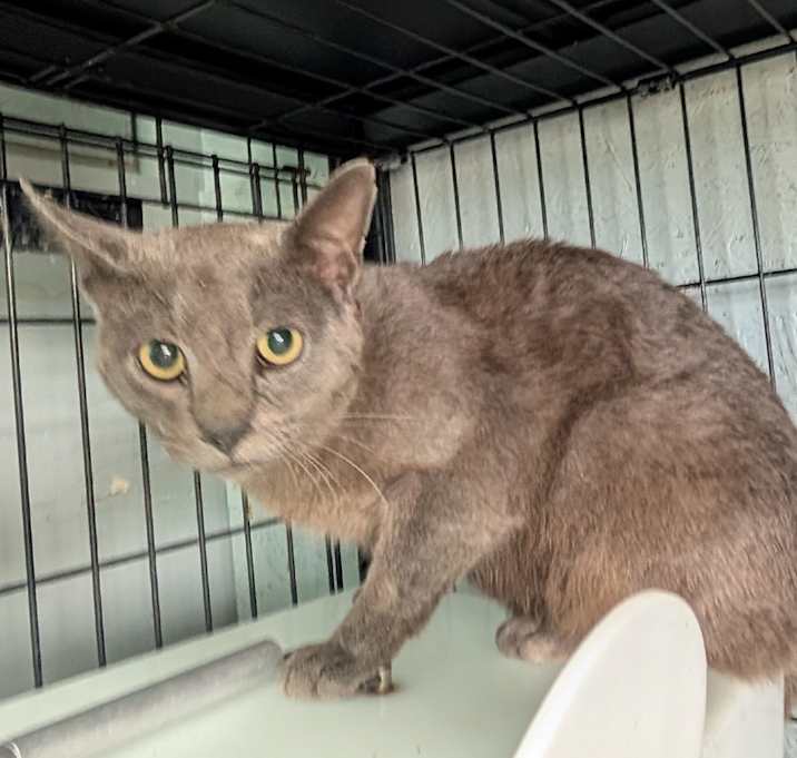 Photo of Grey