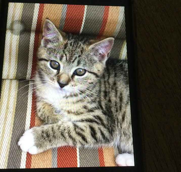Photo of little lil