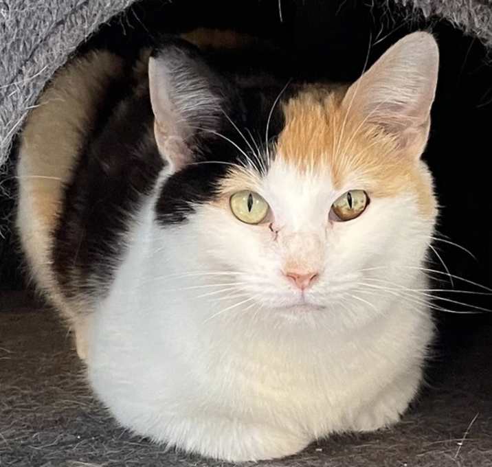 Photo of Olive