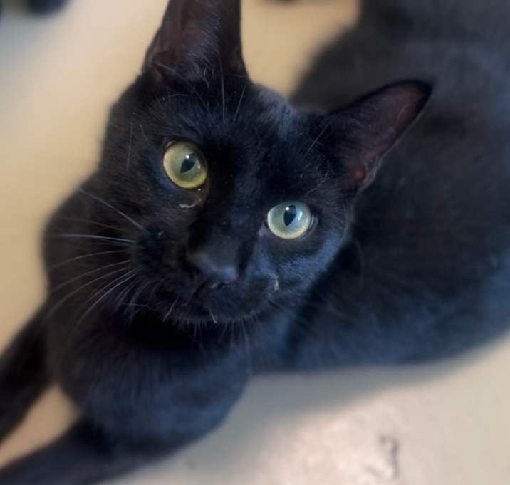 Photo of Stanley 