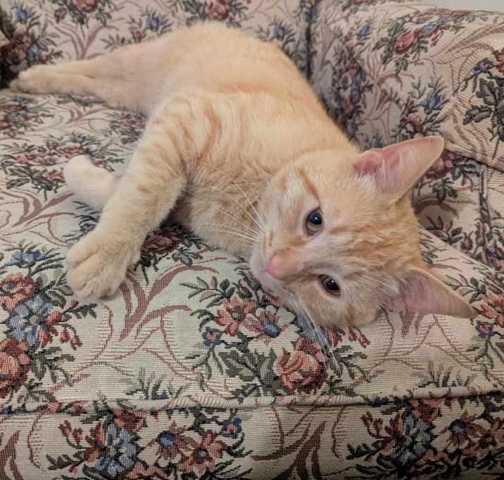 Photo of Scotchie