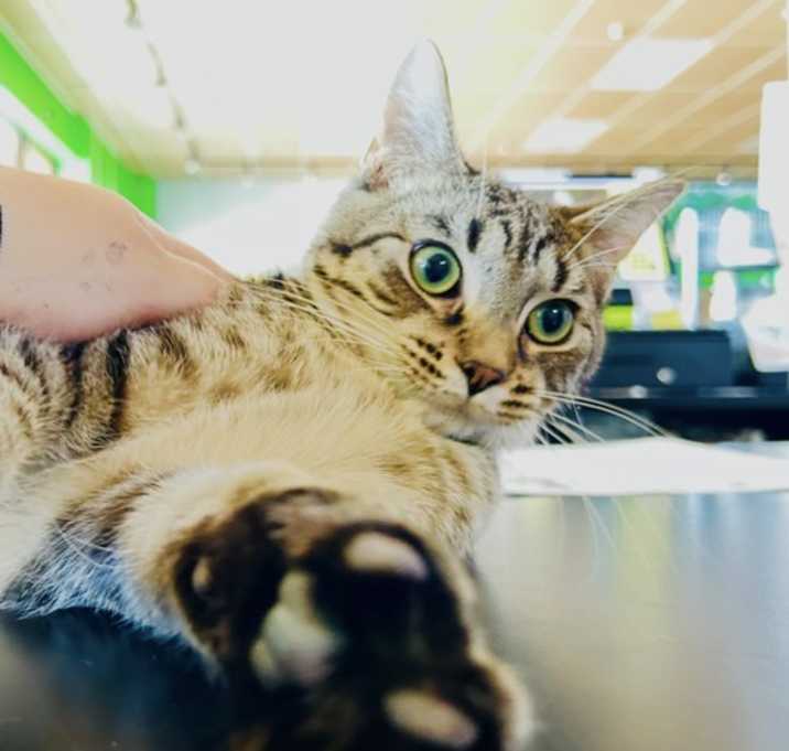 Photo of Puddles