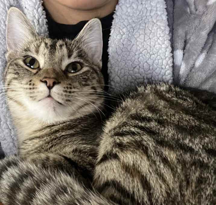 Photo of Meow