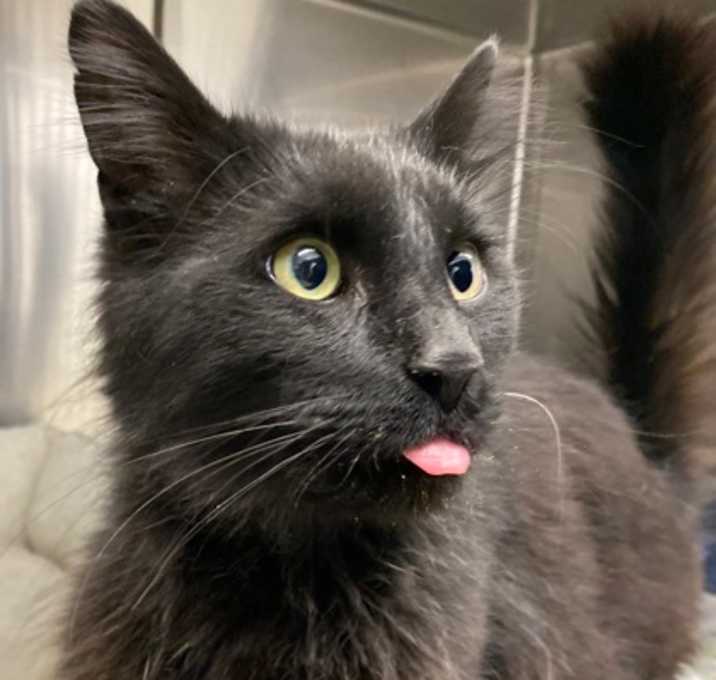 Photo of Lickytung