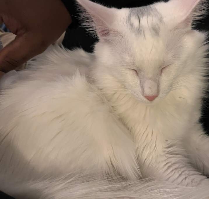 Photo of Marshmallow