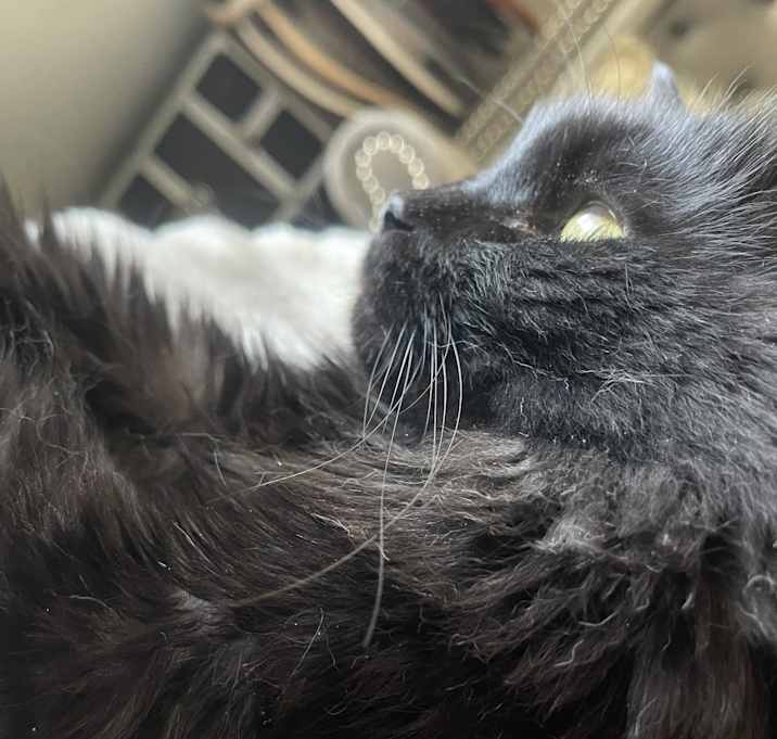 Photo of Louie