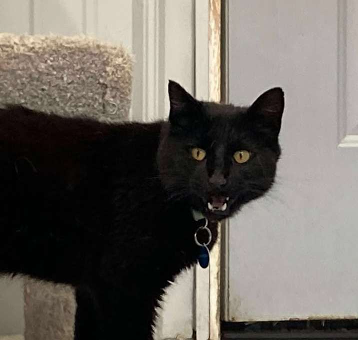 Photo of Bagheera