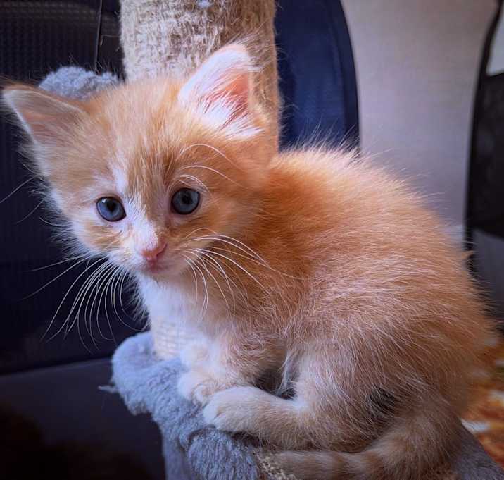 Photo of Nova