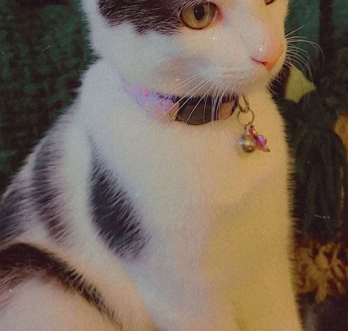 Photo of Princess Batman