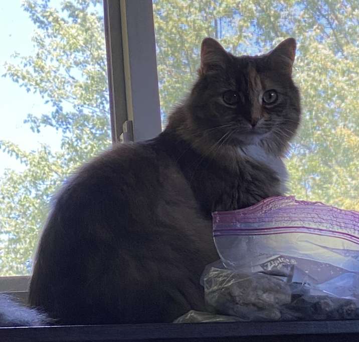 Photo of Fluffy Monster