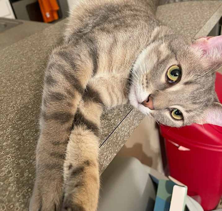 Photo of Milo