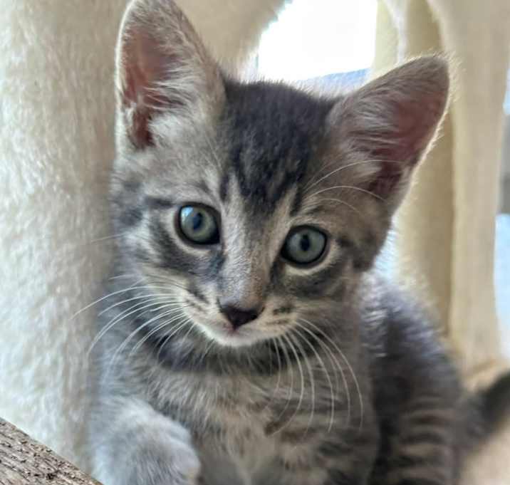 Photo of Slate